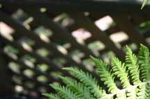 Free Learn to Meditate - Meditation Society of Australia